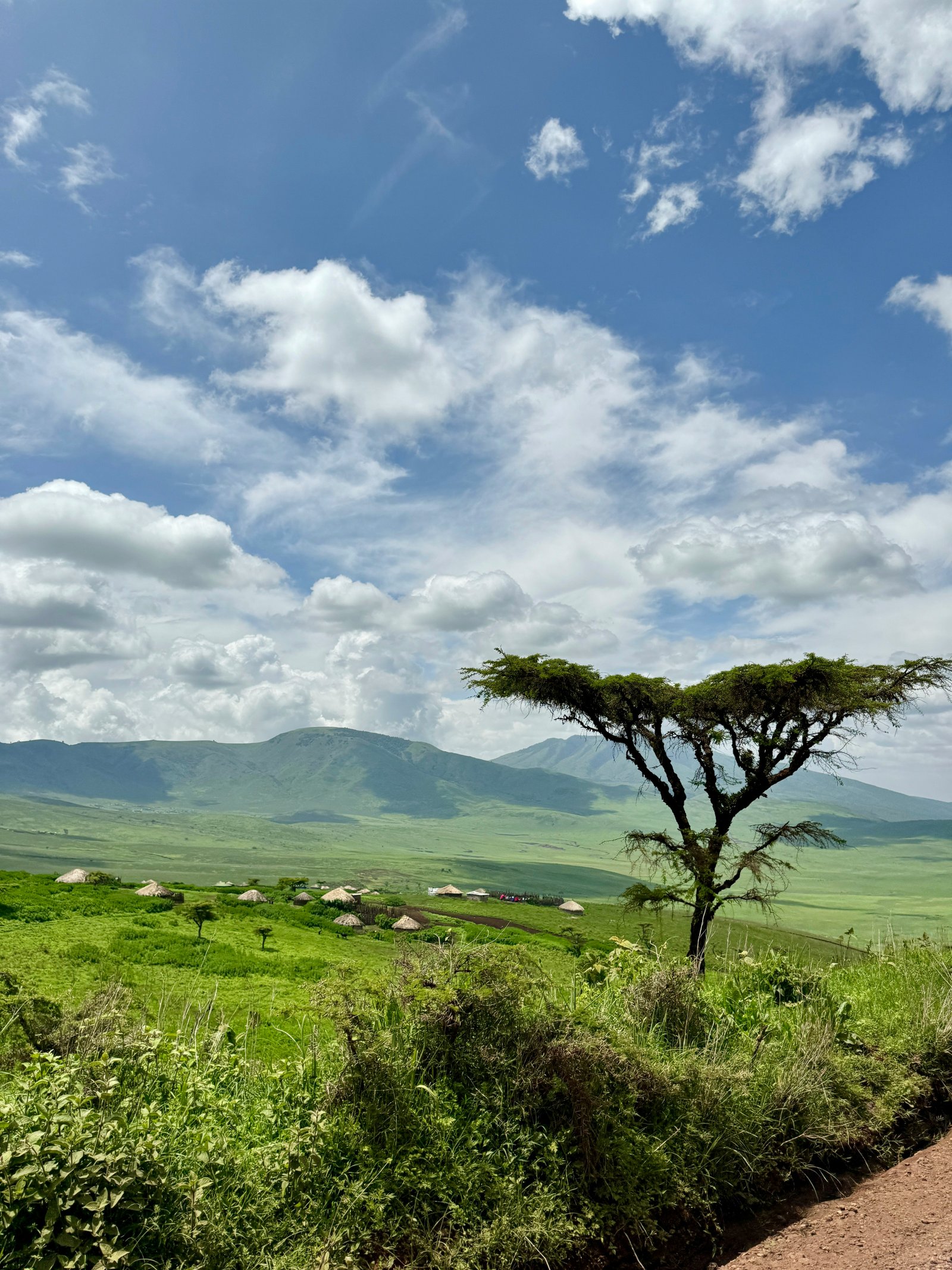 Acacia tree on open grassland with green hills and Mount Meru in the background, Tanzania