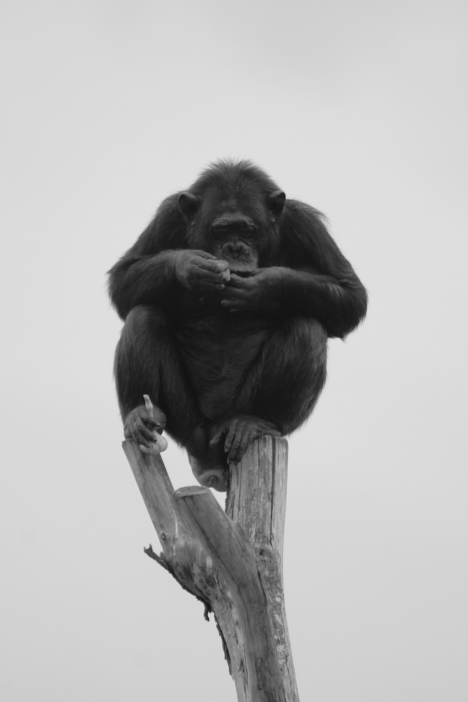 Chimpanzee sitting on a tree stump in the wild, Mahale Mountains National Park, Tanzania
