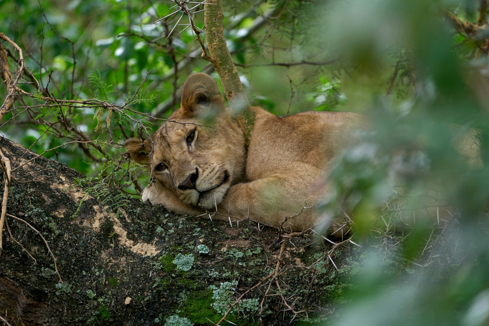 Lioness resting in a tree at Lake Manyara National Park, Tanzania