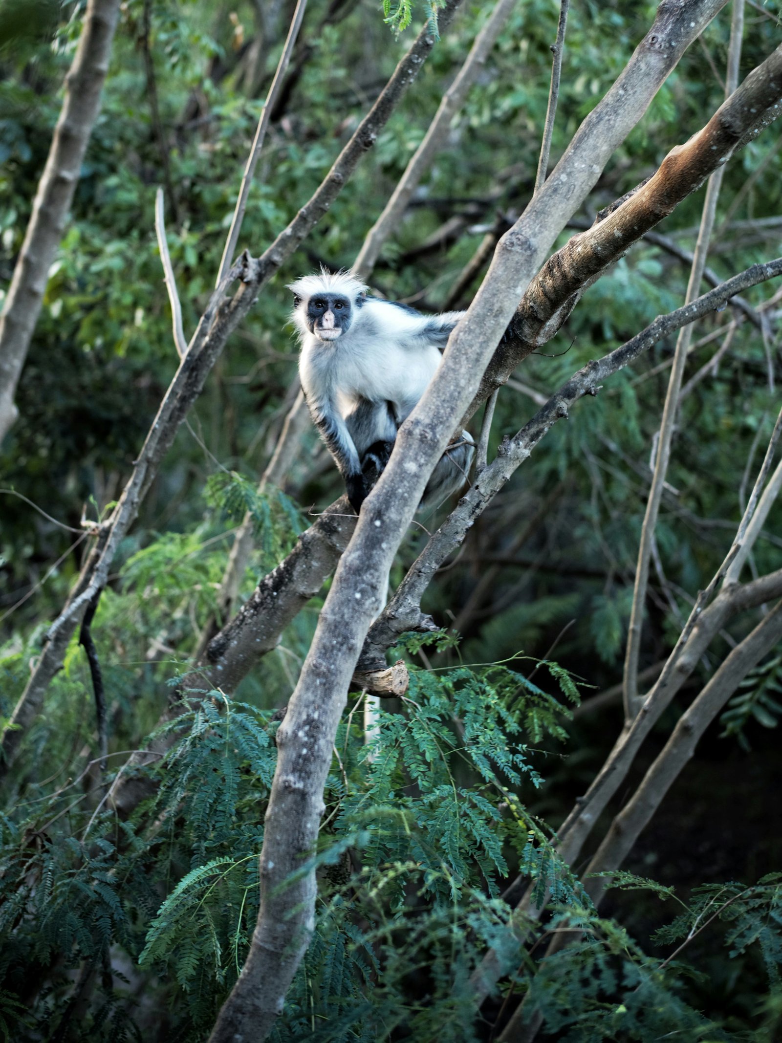 Black-and-white colobus monkey in the forest canopy on the slopes of Mount Meru, Tanzania