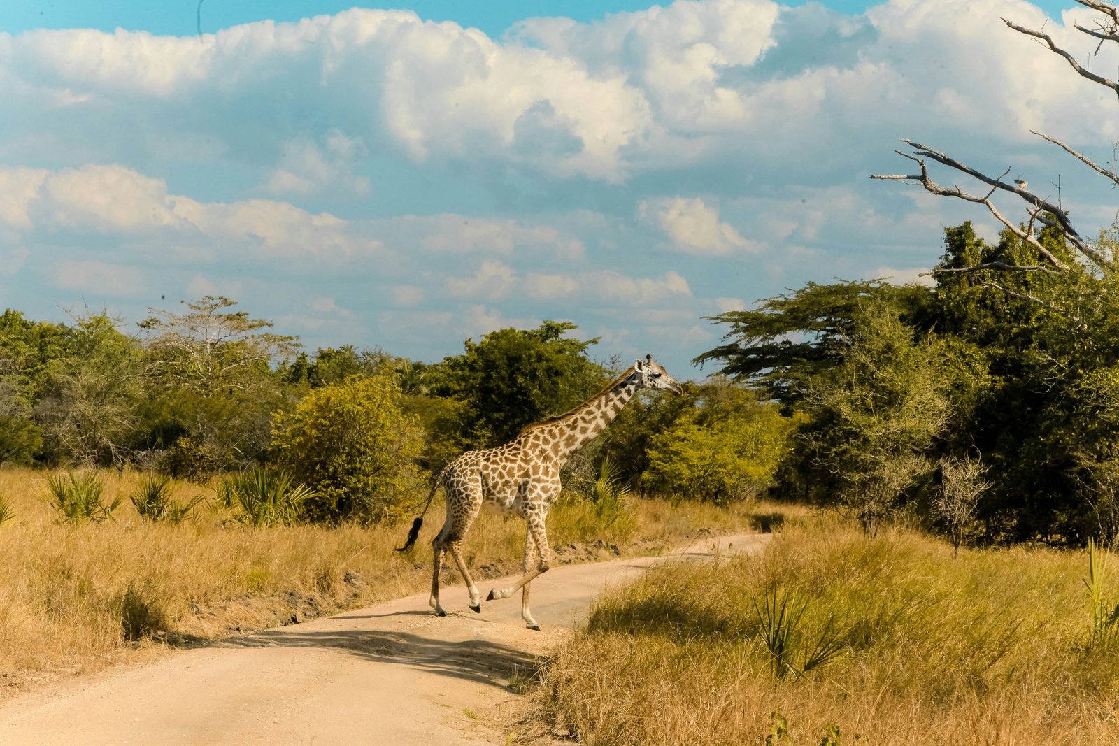 Giraffe crossing a sandy track through coastal savanna, Tanzania