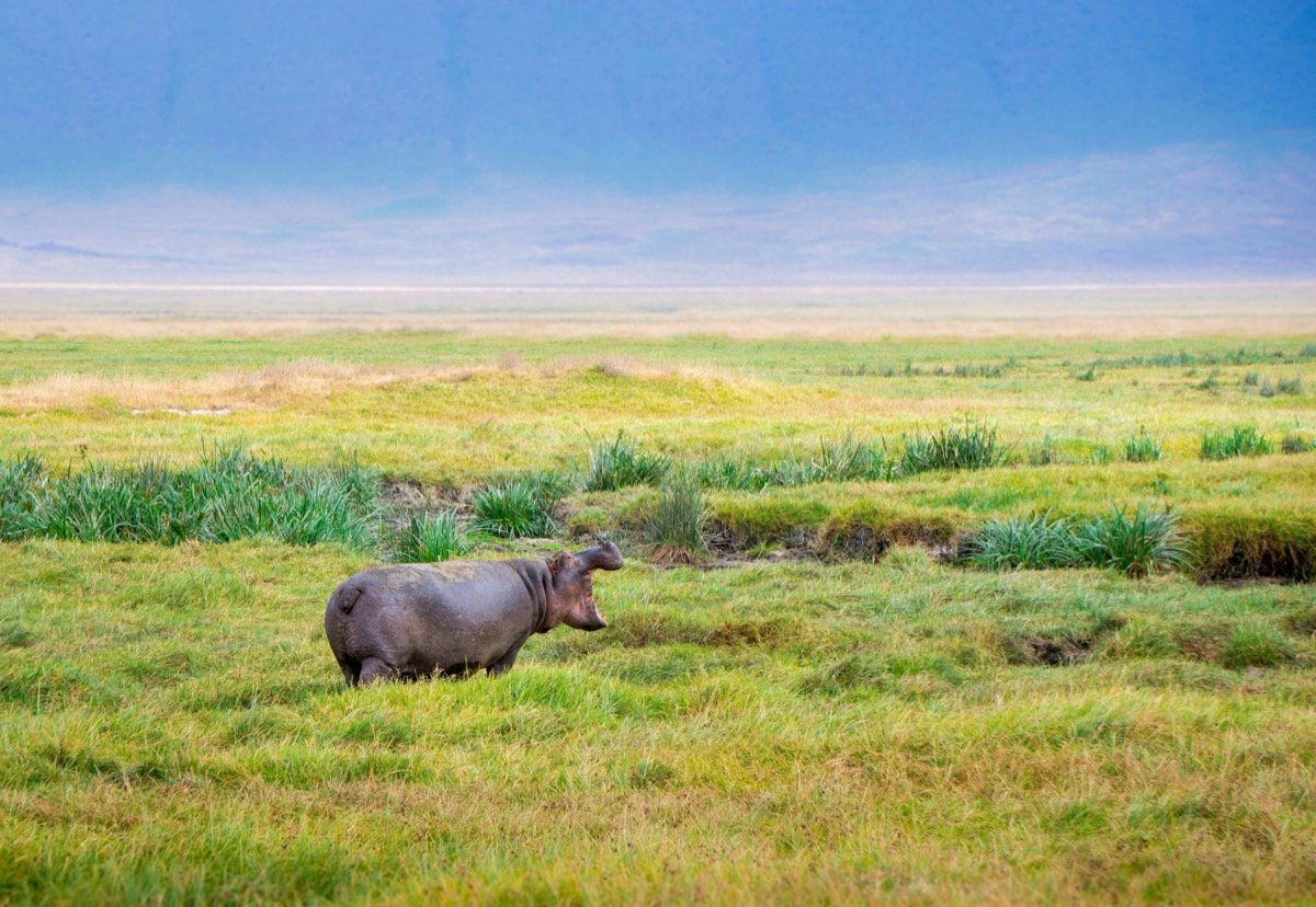 Black rhinoceros in Ngorongoro Conservation Area, Tanzania