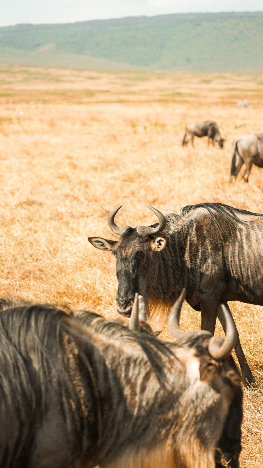 Weite Ebenen des Serengeti mit grasenden Gnus waehrend der Grossen Tierwanderung, Tansania