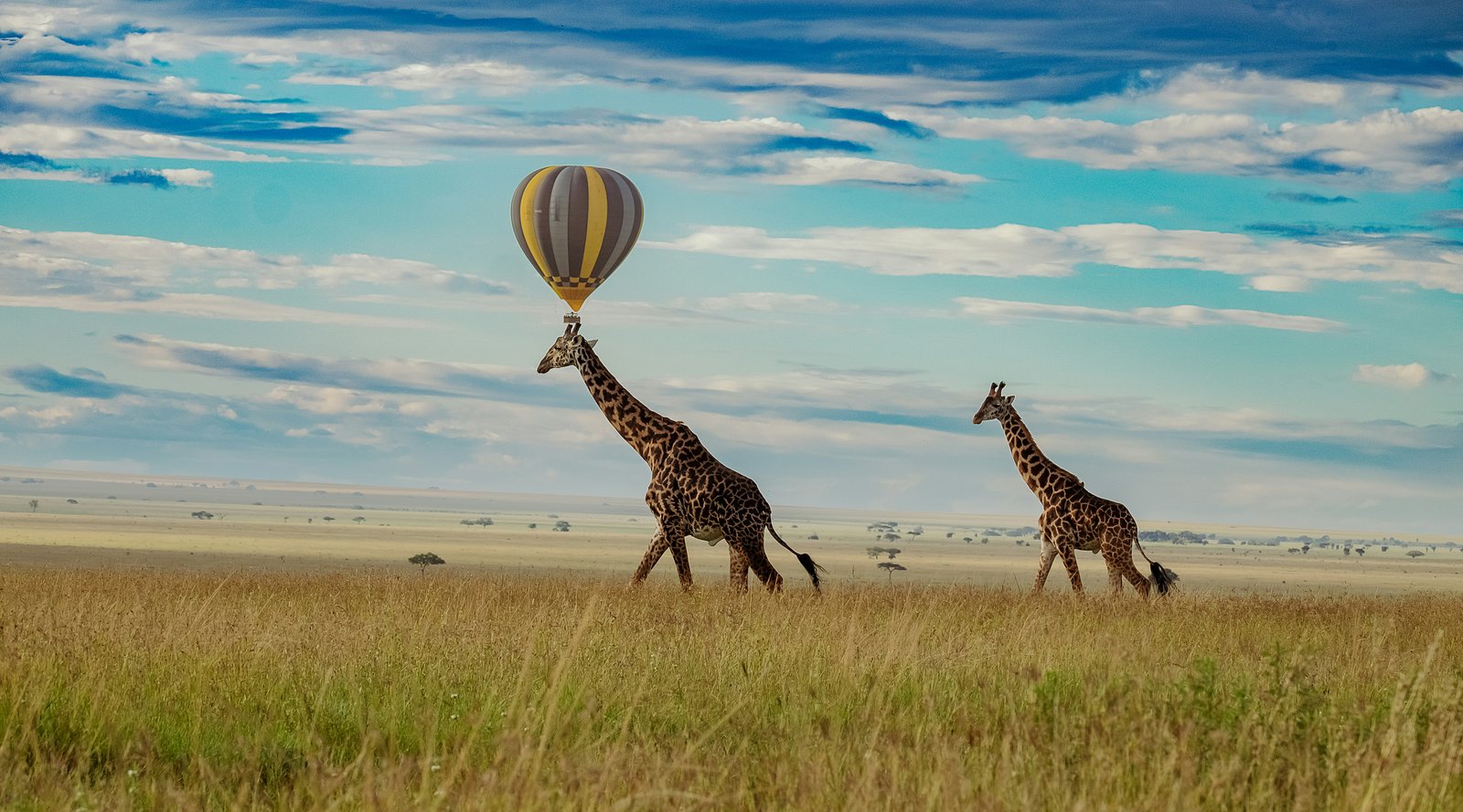 Two giraffes walking across the Serengeti plains with a hot air balloon floating above them