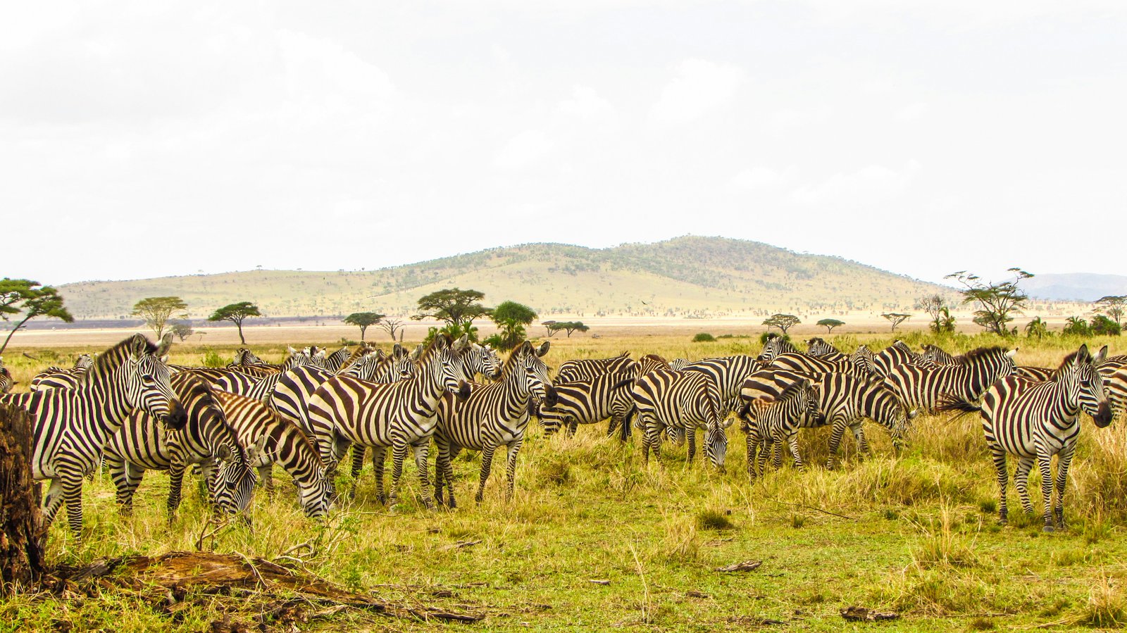 Zebra herd grazing on the Serengeti plains, Tanzania