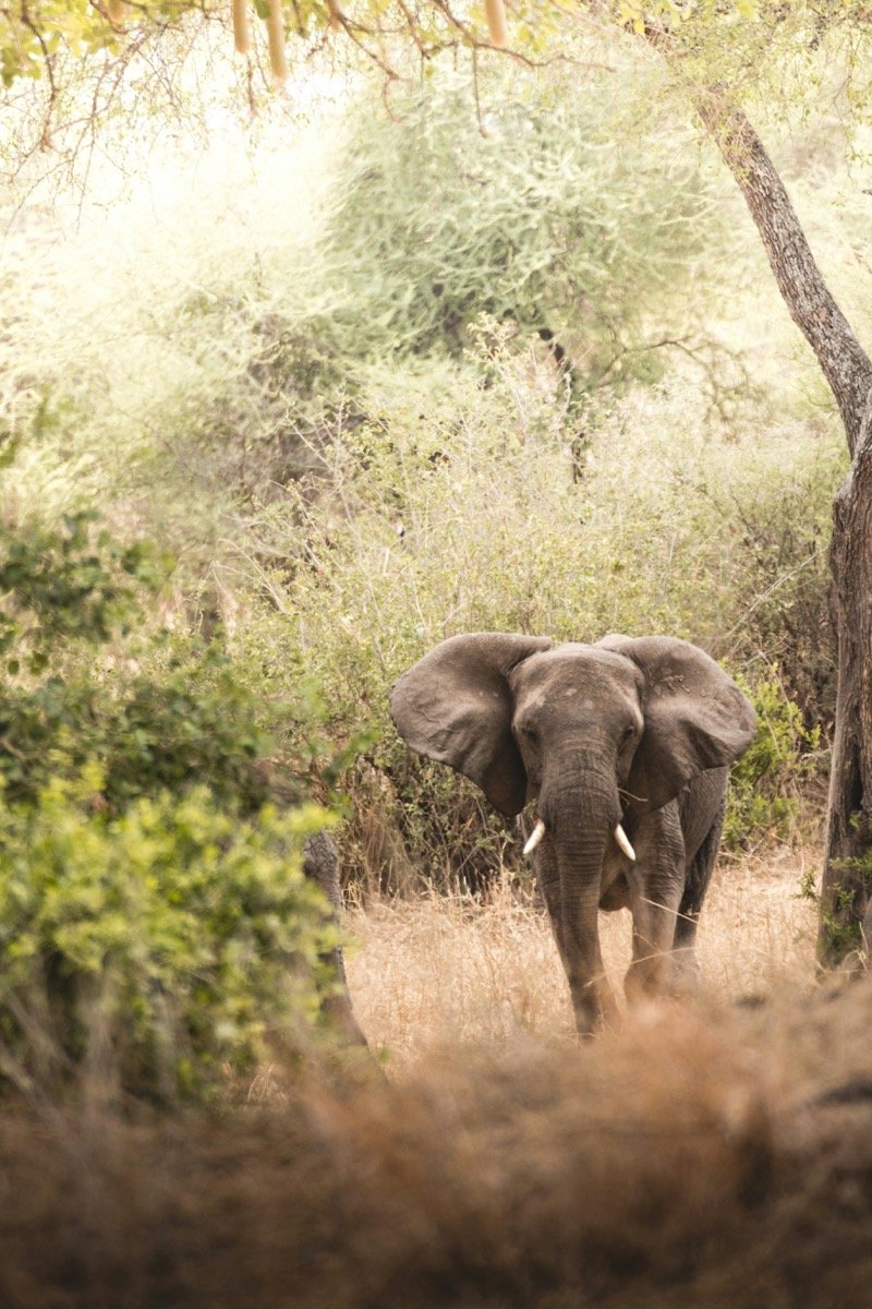 African elephant walking through acacia scrub at Lake Manyara National Park, Tanzania