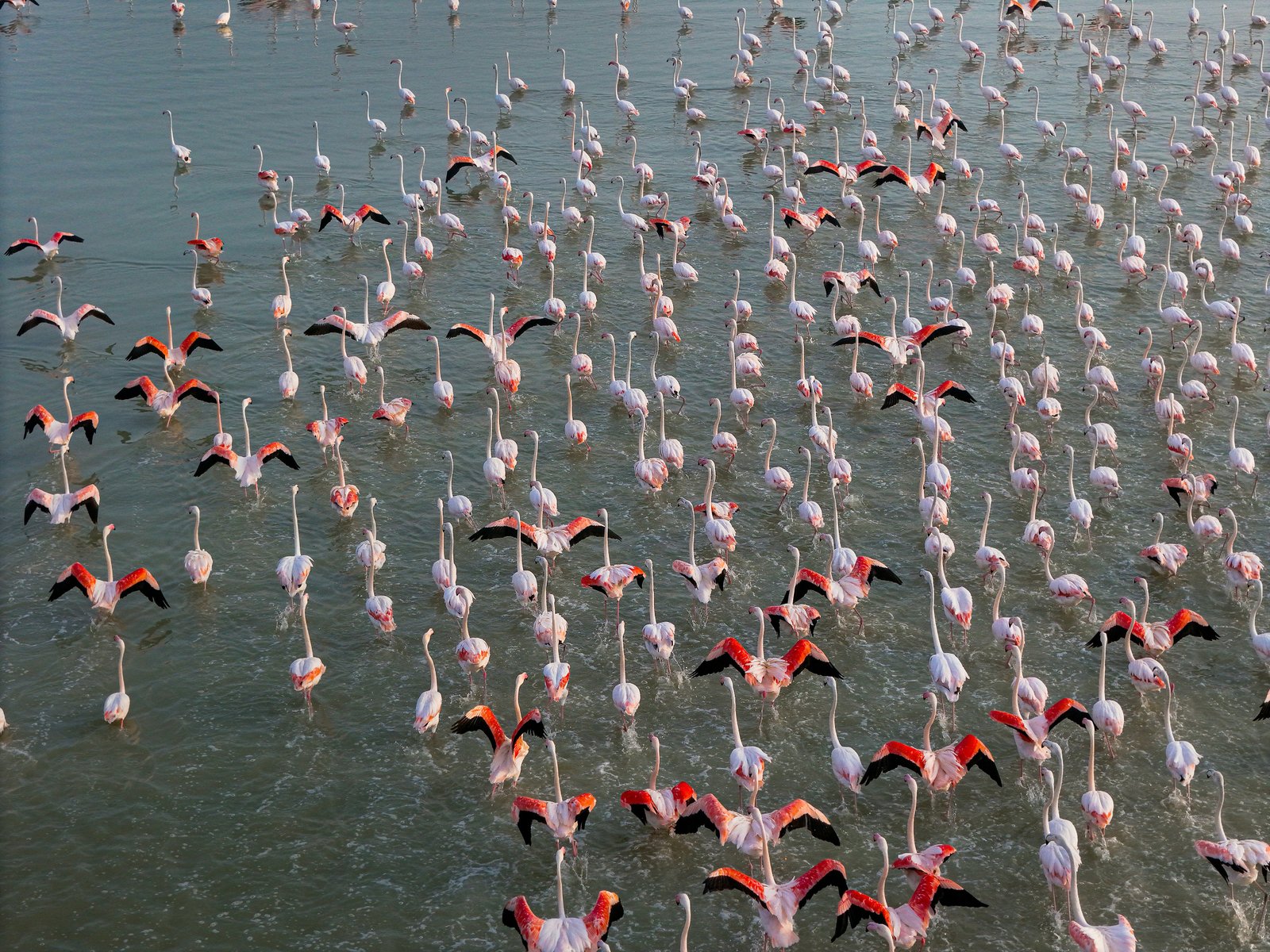Hundreds of flamingos wading in the shallow alkaline waters of Lake Natron, Tanzania