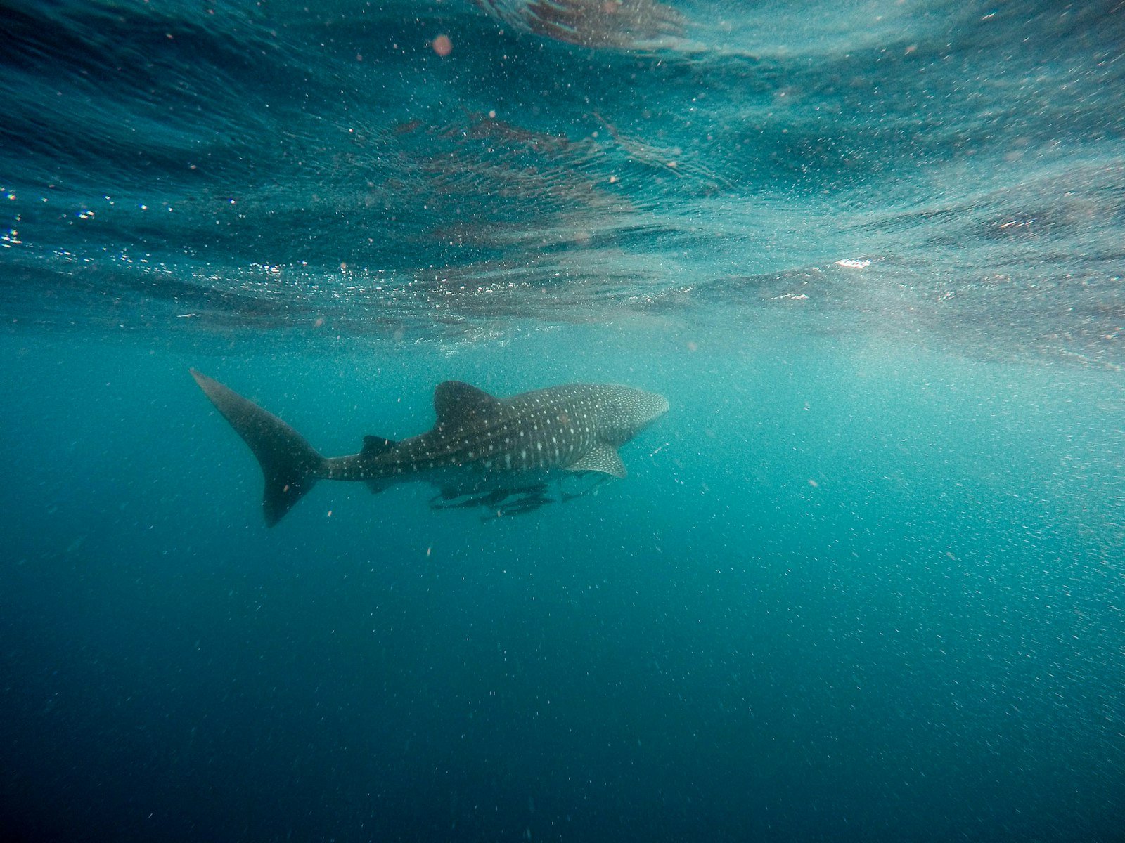 Whale shark swimming near the surface in turquoise Indian Ocean water