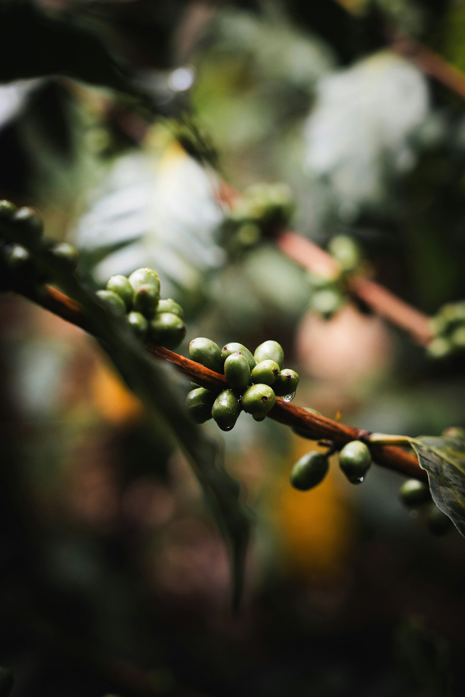 Green coffee cherries growing on a branch on a Kilimanjaro Region coffee farm, Tanzania