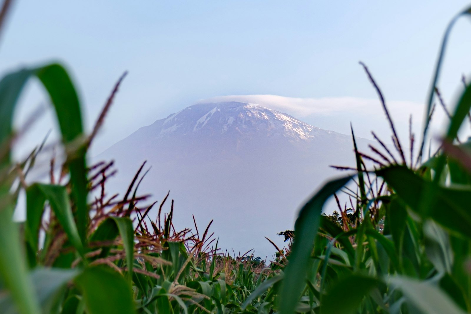 Maize fields with Kilimanjaro in the background near Moshi, Tanzania