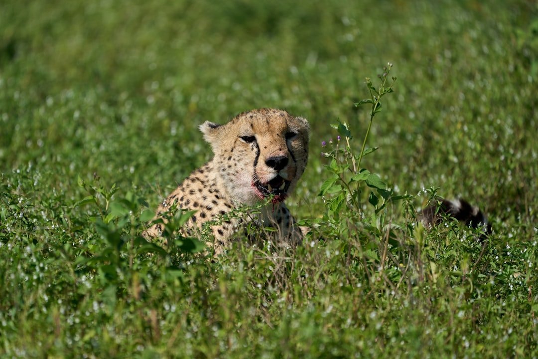 Cheetah resting in lush green grass on the Serengeti plains during calving season