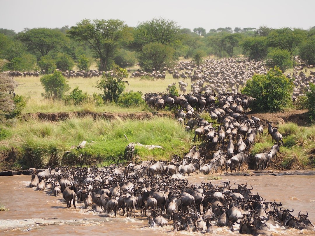 Thousands of wildebeest crossing a river during the Great Migration in the Serengeti, Tanzania