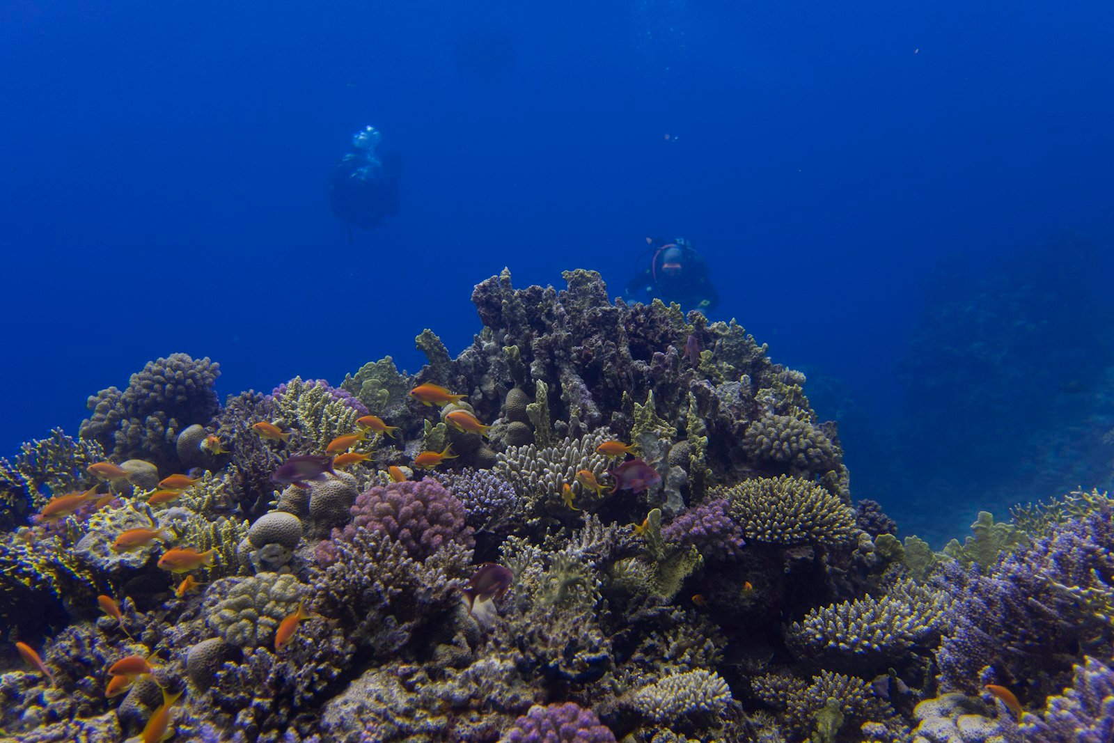 Scuba divers exploring a vibrant coral reef in clear blue Indian Ocean water