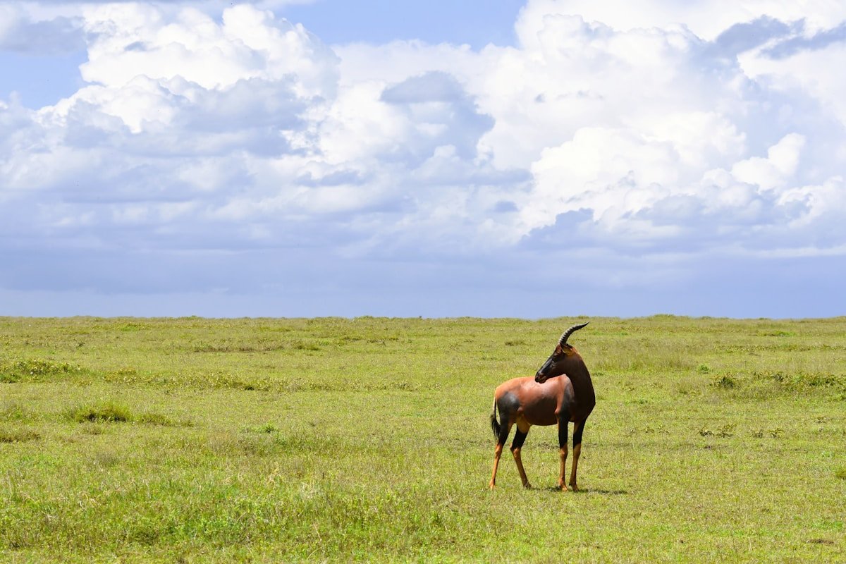 Antelope standing alert in lush green vegetation at Namiri Plains, Serengeti