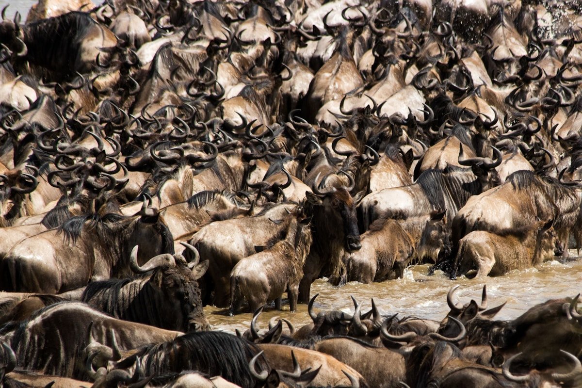 Large herd of wildebeest massing in the Mara River during the Great Migration in Tanzania