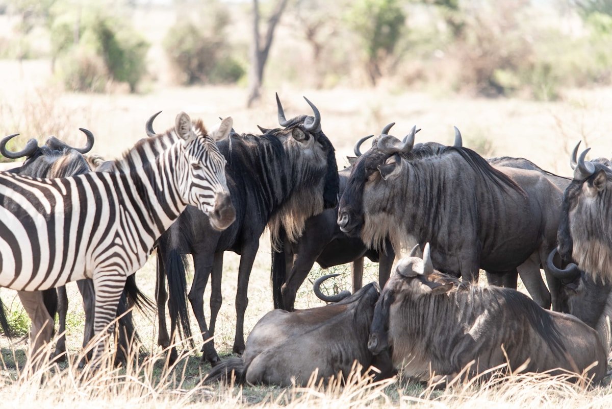 Zebra and wildebeest sharing the Serengeti plains — Tanzania's iconic wildlife spectacle