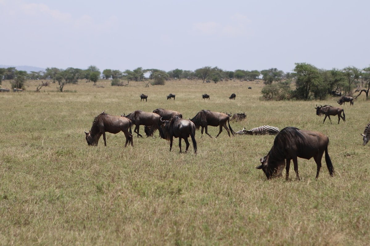 Wildebeest grazing in the grassy Serengeti savanna in January