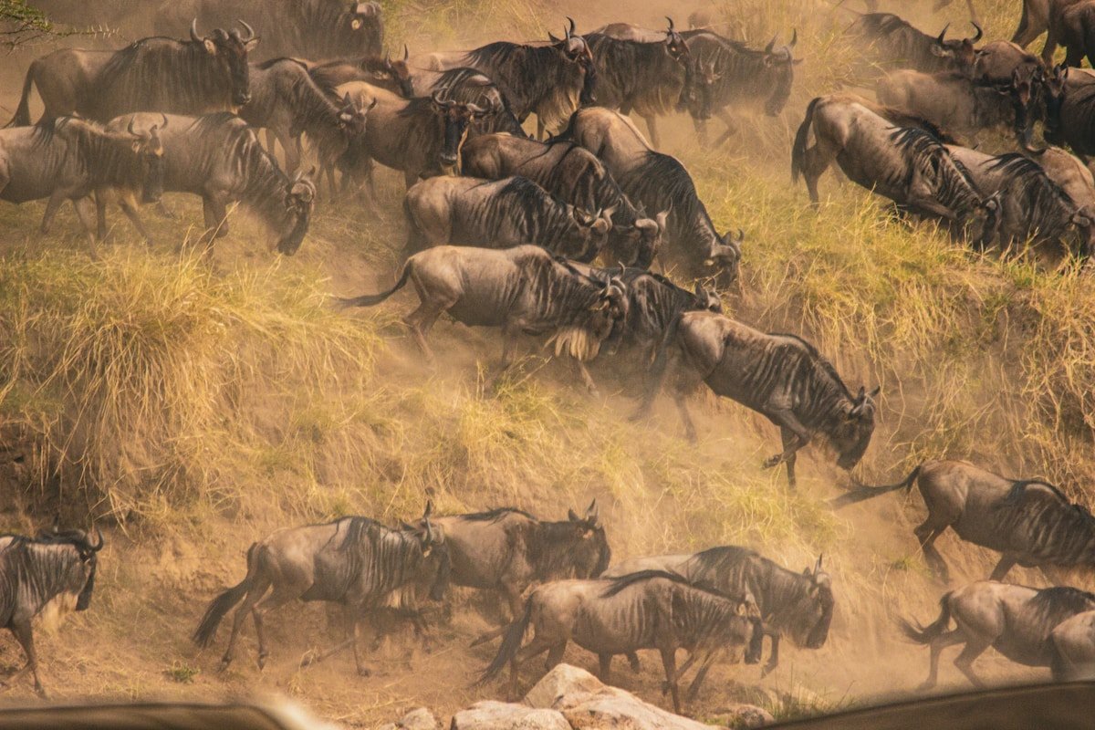Wildebeest running in a dust storm across the Mara River in Tanzania during the Great Migration