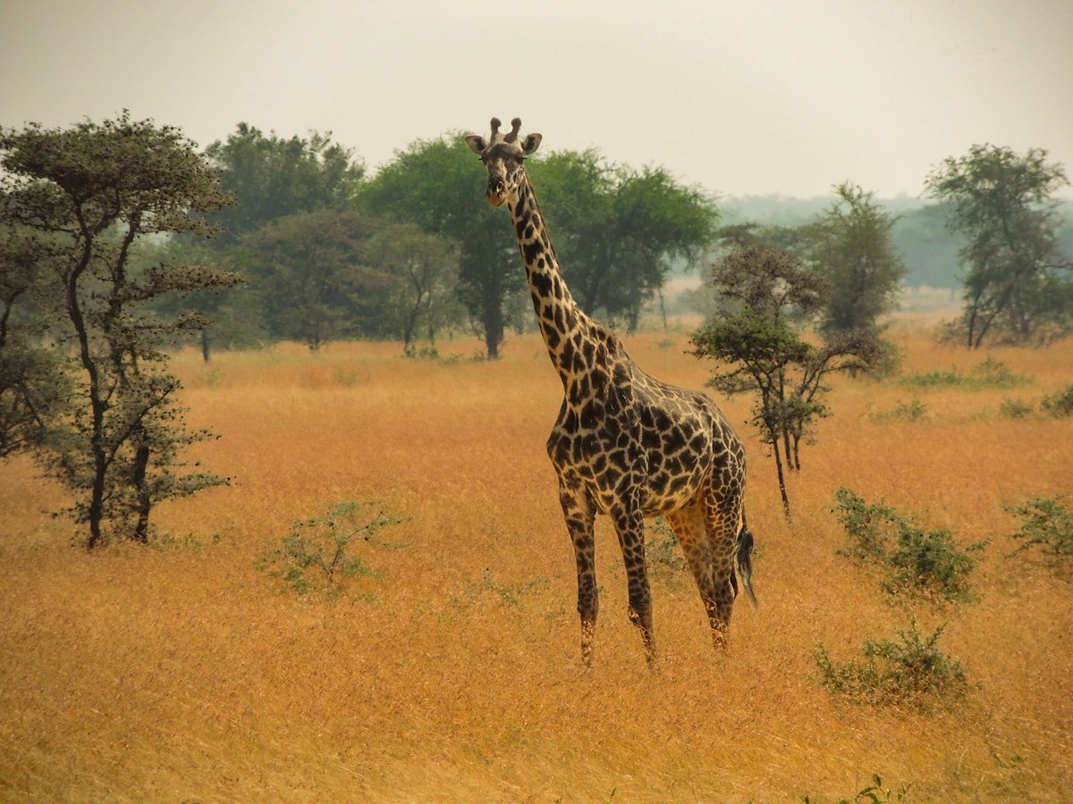 Giraffe standing in the open Serengeti plains in Tanzania