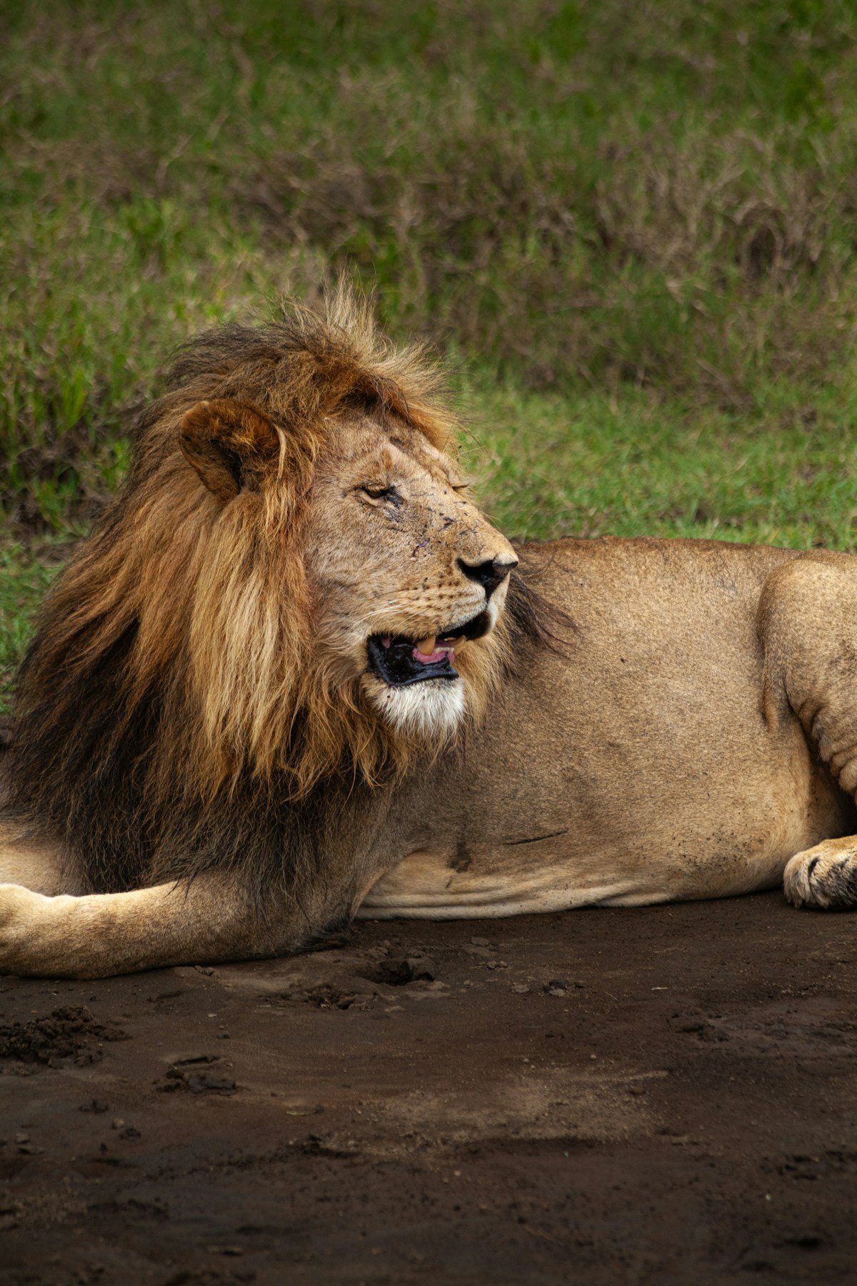 Male lion resting in the green Serengeti savanna in Tanzania