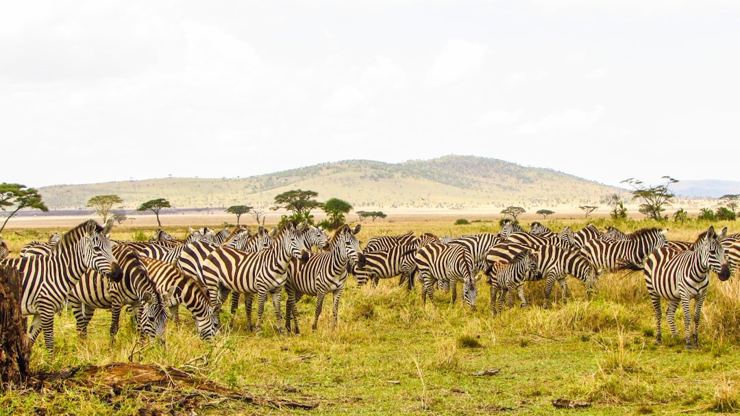 Safari jeep surrounded by a herd of buffalo on the Serengeti plains, Tanzania