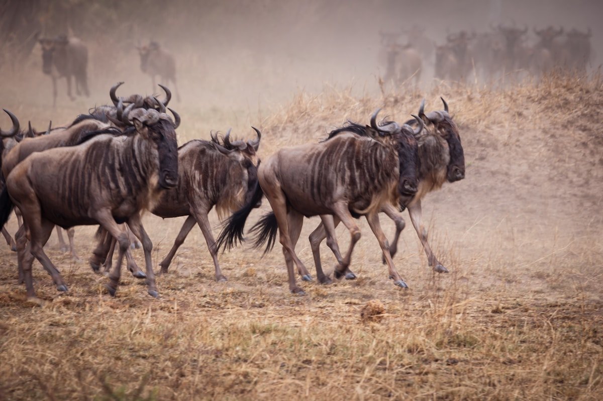 Herd of wildebeest running through dust across the dry Serengeti plains, Tanzania