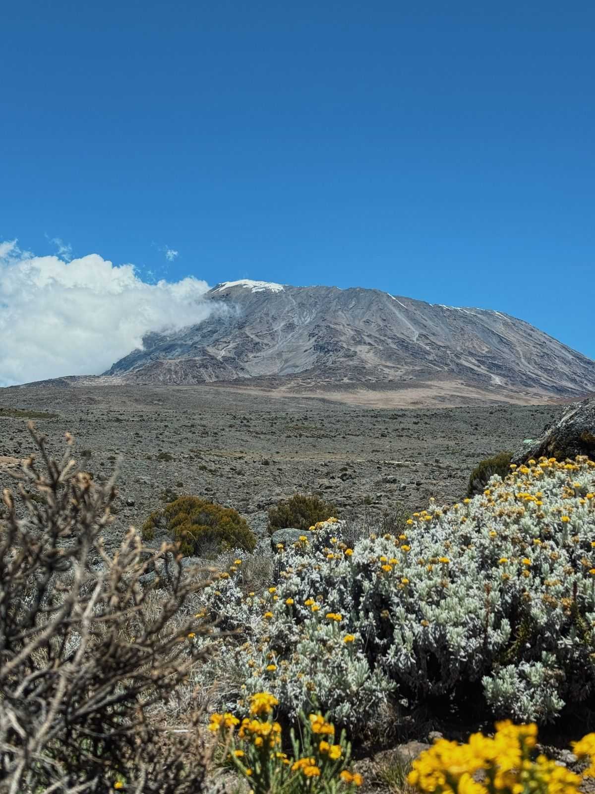 Kilele cha Mlima Kilimanjaro kinachoonekana juu ya maua ya njano ya alpine na vichaka chini ya anga ya samawati wazi, Tanzania