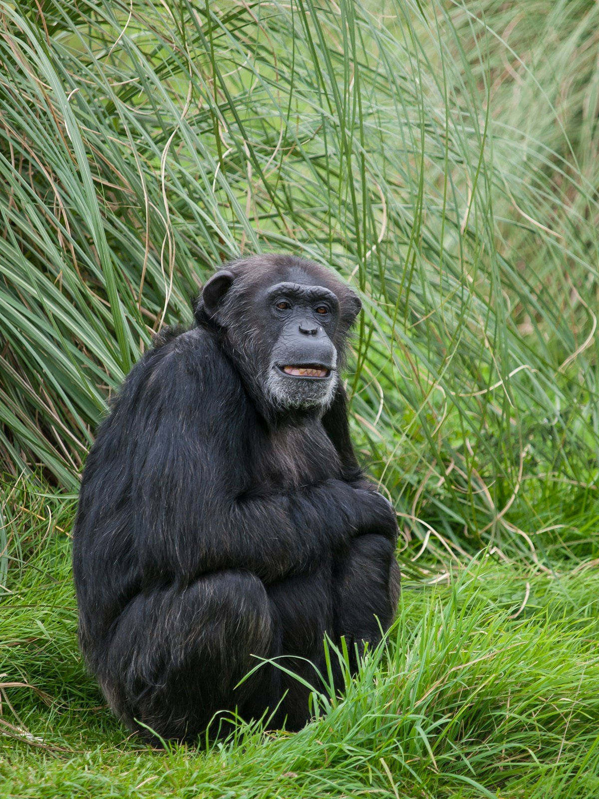 Chimpanzee sitting in green grass, Gombe Stream National Park, Tanzania