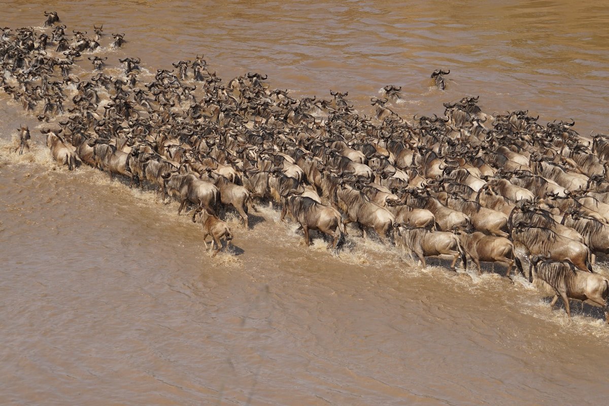 Massive herd of wildebeest crossing the Mara River during the Great Migration, Tanzania
