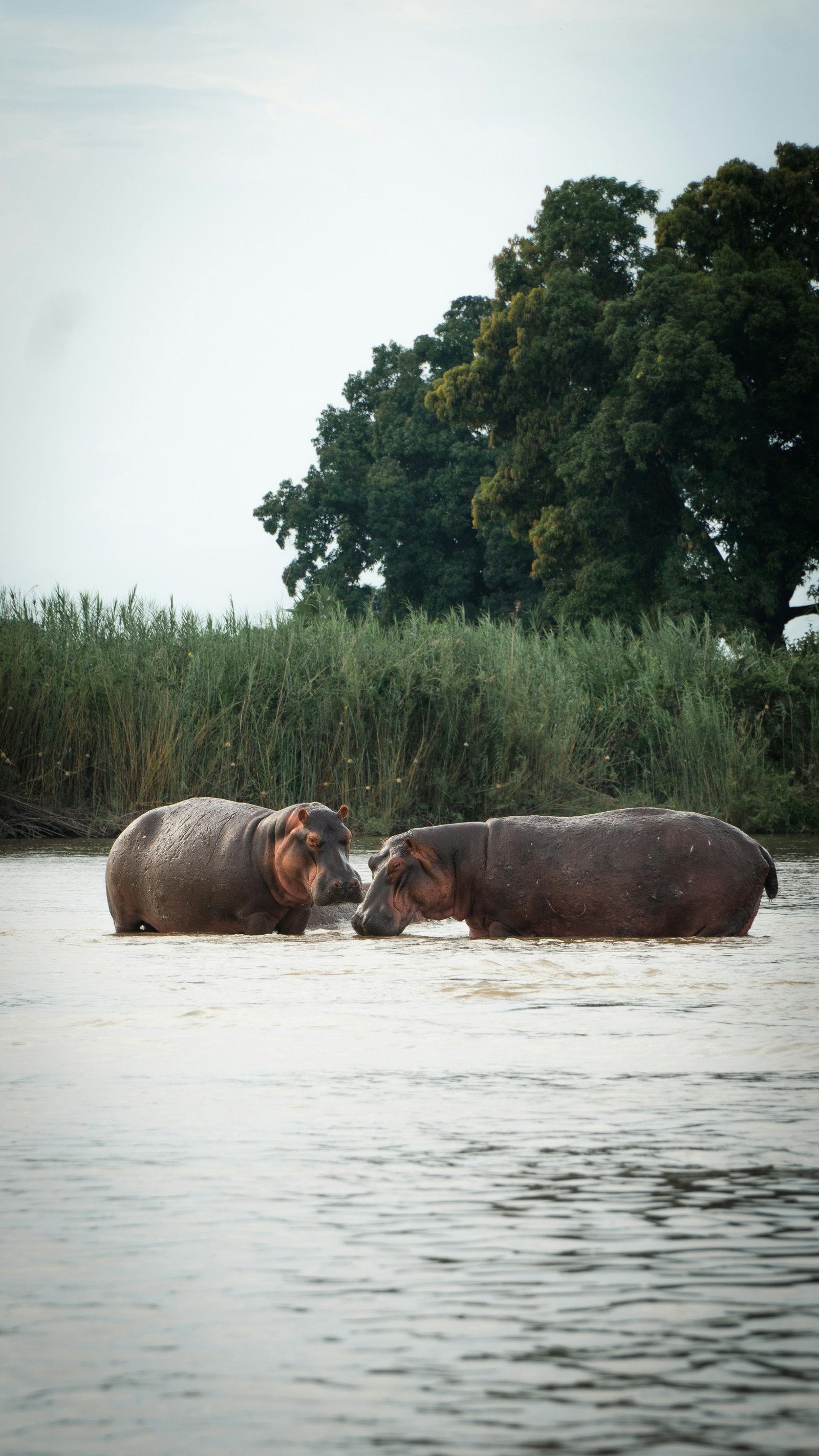 Two hippos facing each other in the Katuma River, Katavi National Park, Tanzania