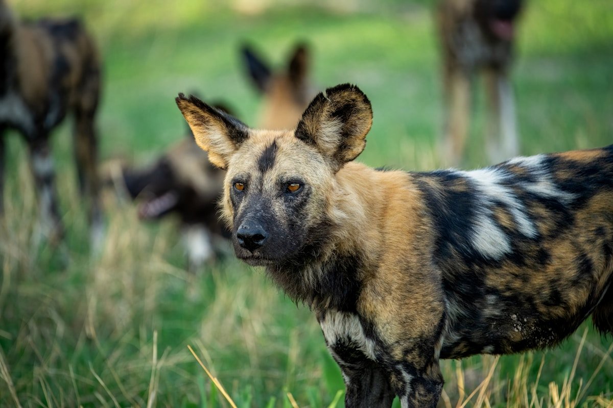 African wild dog with mottled coat looking toward camera, Ruaha National Park, Tanzania
