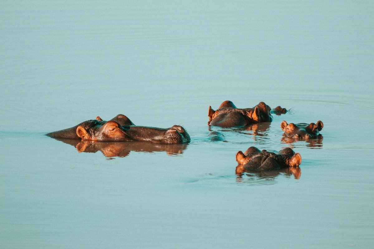 Hippos submerged in the Rufiji River at Nyerere National Park (Selous Game Reserve), Tanzania