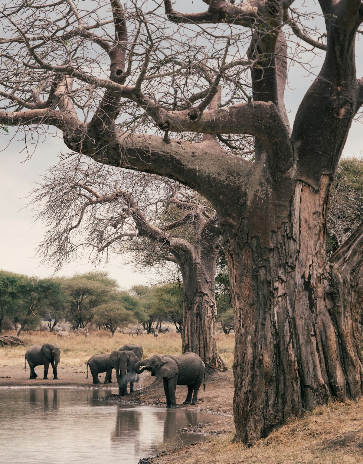 Elephants drinking at a waterhole beneath ancient baobab trees, Tarangire National Park, Tanzania