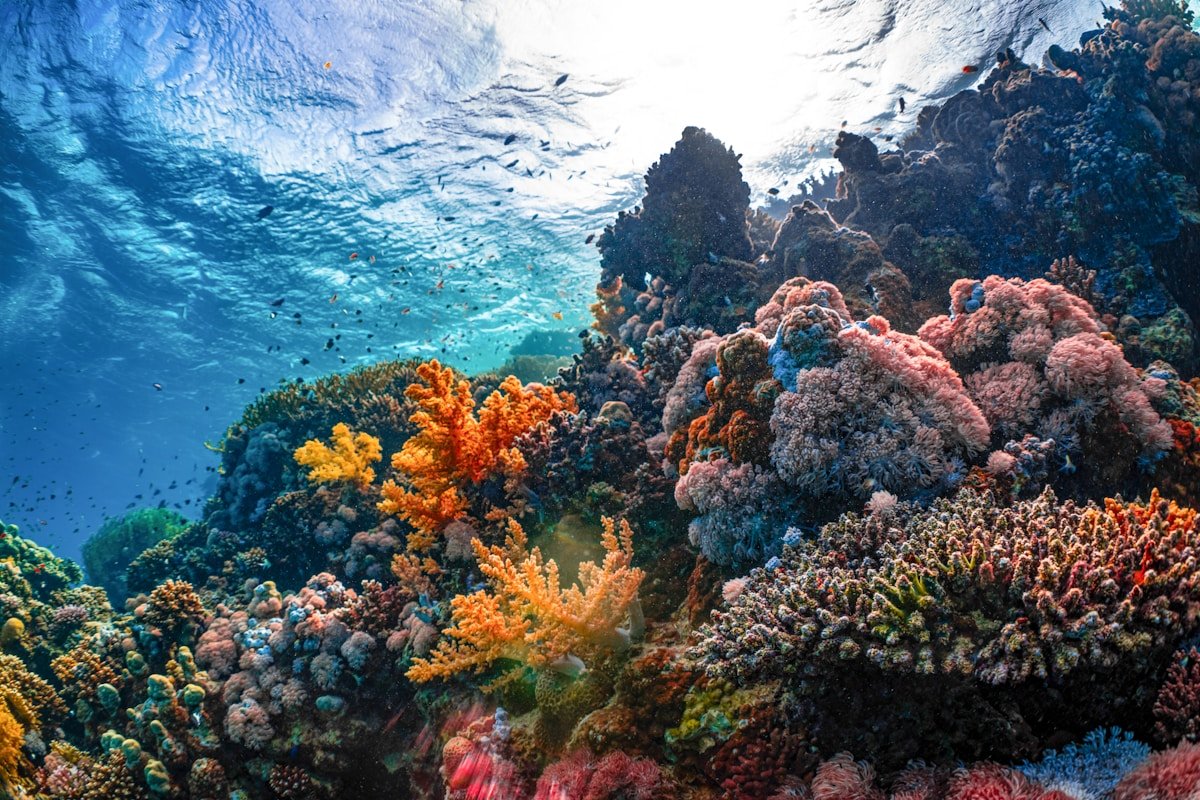 Vibrant coral reef with tropical fish underwater, Indian Ocean