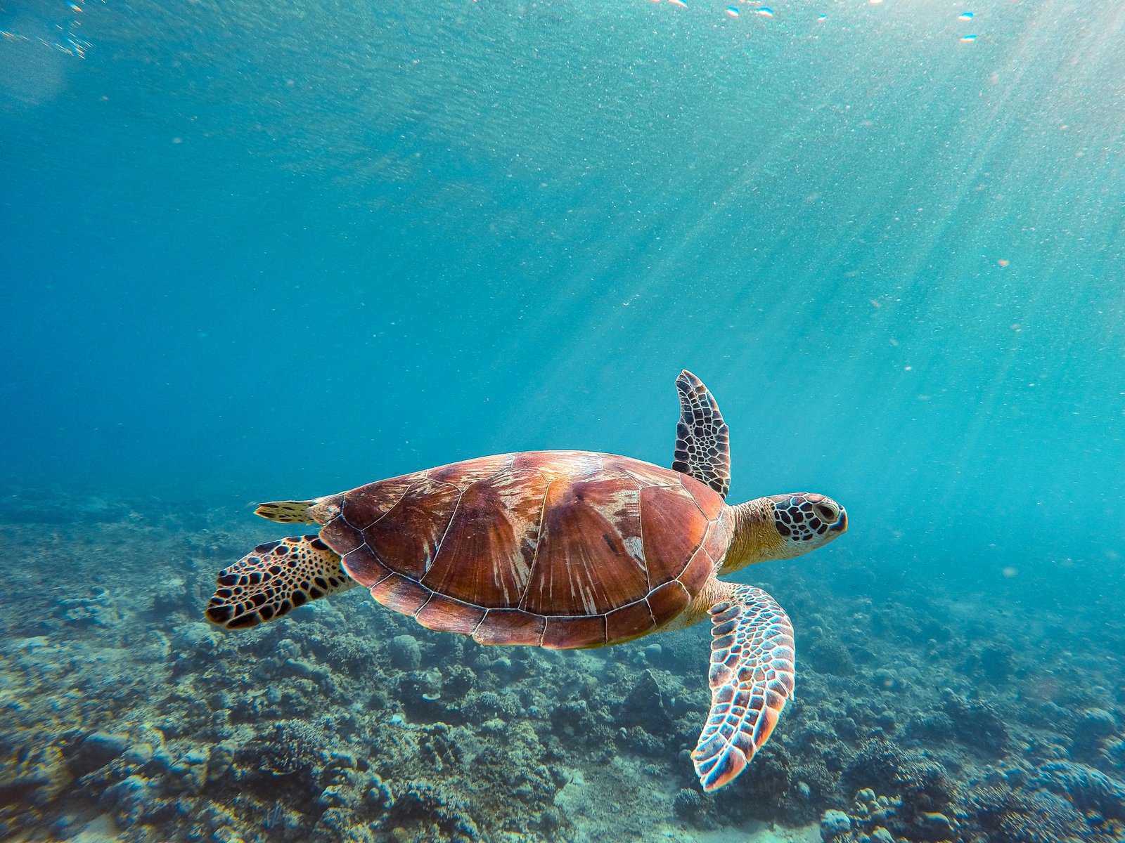 Green sea turtle swimming in clear tropical Indian Ocean waters above a coral reef